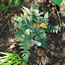 Athyrium nipponicum Pictum